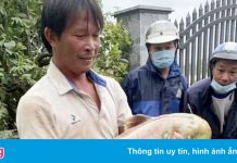 Người dân Quảng Ngãi bắt được cá leo 30 kg giữa mưa lũ