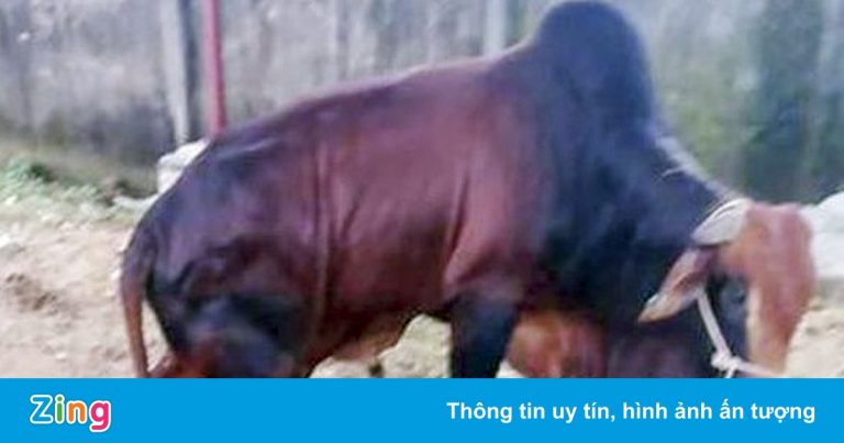 Có thể khởi tố vụ 5 con bò bị chặt đứt chân