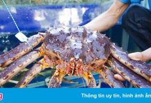 Cua hoàng đế, bò Kobe cũng giảm giá ngày Black Friday