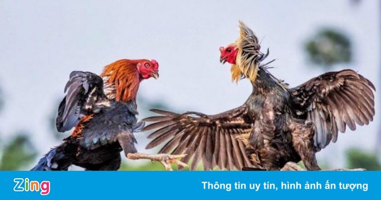 Nhiều người nhảy xuống sông khi cảnh sát đột kích sới gà