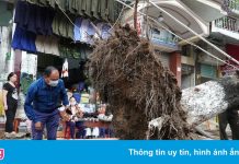 Nhiều cây xanh ở Hải Phòng gãy đổ khi vỉa hè được cải tạo