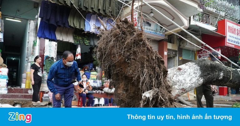 Nhiều cây xanh ở Hải Phòng gãy đổ khi vỉa hè được cải tạo