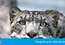 Ba con báo tuyết chết vì Covid-19 ở Mỹ