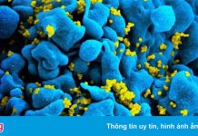 Phương pháp chữa HIV đột phá sắp được thử nghiệm trên người