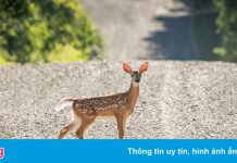 Phát hiện mới về bầy hươu đuôi trắng mắc Covid-19 ở Mỹ