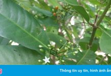 Phát hiện ‘cây sau sân nhà’ ở Samoa có thể giúp trị ung thư, Covid-19