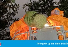 Cảnh sát dùng xe thang bắt tổ ong vò vẽ ở Thảo Cầm Viên