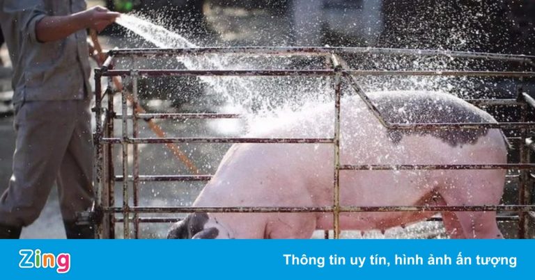 Dịch tả lợn châu Phi bùng phát ở 57 tỉnh, thành phố Dịch tả lợn châu Phi bùng phát ở 57 tỉnh, thành phố