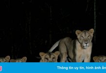 Bốn con sư tử mắc Covid-19 ở Singapore