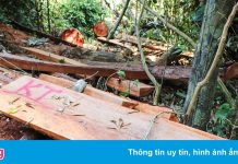 Cán bộ xã bị cách chức vì chứa gỗ trái phép trong nhà