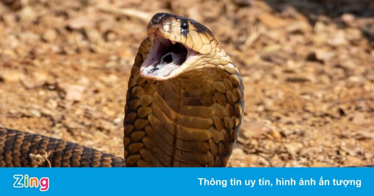 Vạch trần âm mưu dùng rắn sát hại vợ của người đàn ông Ấn Độ