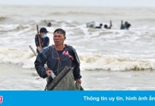 Ngâm mình dưới biển hàng giờ để vớt sò lông