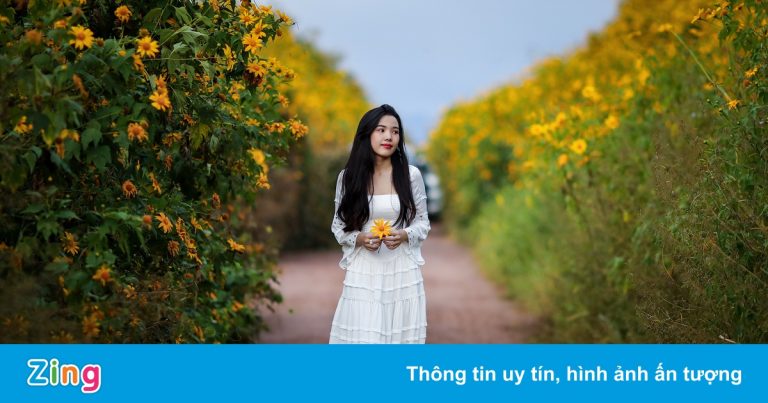 Mùa hoa dã quỳ ở Đà Lạt Mùa hoa dã quỳ ở Đà Lạt