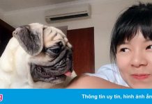 Người nước ngoài ở TP.HCM: Cần có quy định về vật nuôi trong chung cư