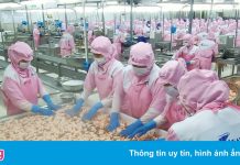 Nhà máy thủy sản miền Tây lao đao vì dịch bùng phát