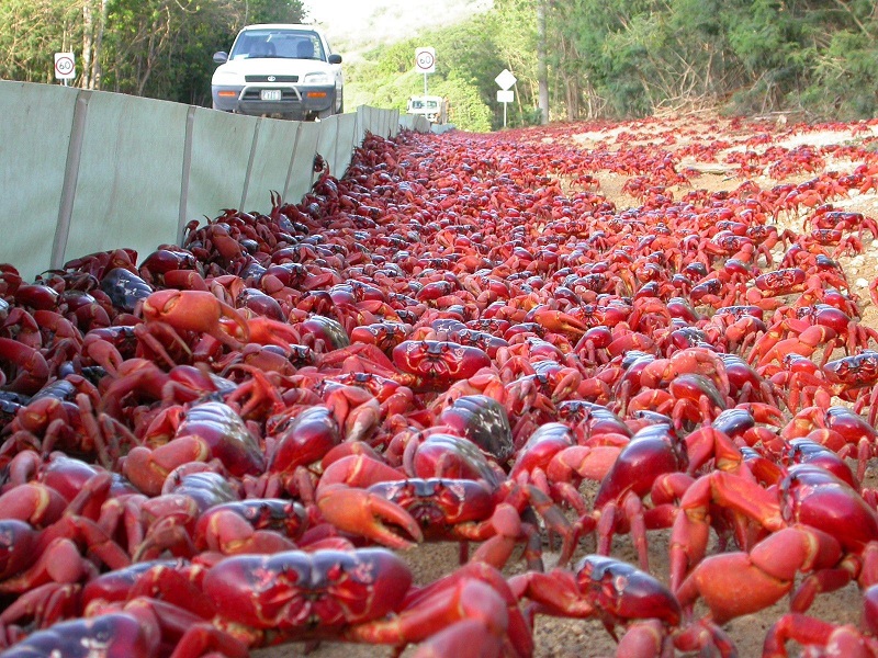 "Đảo Giáng sinh" nhưng không liên quan gì đến Giáng sinh, đây mới thực sự là lý do - 4