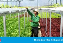 Lãnh đạo nhiều tỉnh khuyến khích doanh nghiệp đầu tư vào nông nghiệp