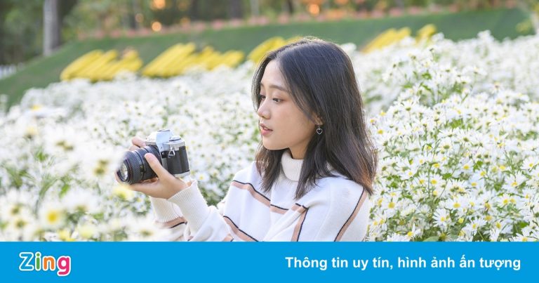 Thung lũng cúc họa mi giữa rừng thông ở Quảng Ninh