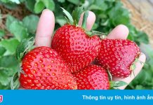 Hai nước Đông Nam Á muốn nhập khẩu dâu tây Mộc Châu