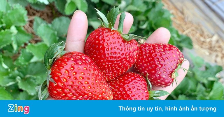 Hai nước Đông Nam Á muốn nhập khẩu dâu tây Mộc Châu