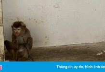 Khỉ bị xích nuôi trong chung cư TP.HCM được đưa về trạm cứu hộ