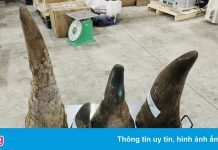 Gần 20 kg sừng tê giác trong thùng hàng về từ Philippines