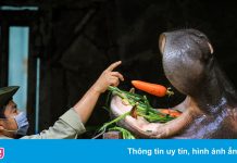 Thảo Cầm Viên Sài Gòn được hỗ trợ hơn 13 tỷ đồng