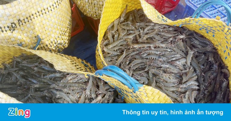 Giá tôm tăng, công nhân ở miền Tây vào nhà máy giảm Giá tôm tăng, công nhân ở miền Tây vào nhà máy giảm
