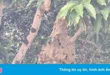 Cảnh sát dùng xe thang bắt hơn 10 tổ ong vò vẽ ở TP Thủ Đức