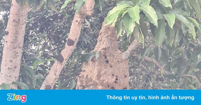 Cảnh sát dùng xe thang bắt hơn 10 tổ ong vò vẽ ở TP Thủ Đức