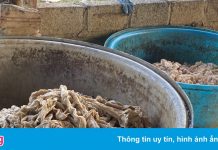 7,5 tấn lòng lợn nhiễm dịch tả châu Phi suýt tuồn ra thị trường