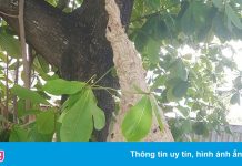 Cảnh sát bắt tổ ong vò vẽ dài 1 m trên mái nhà dân