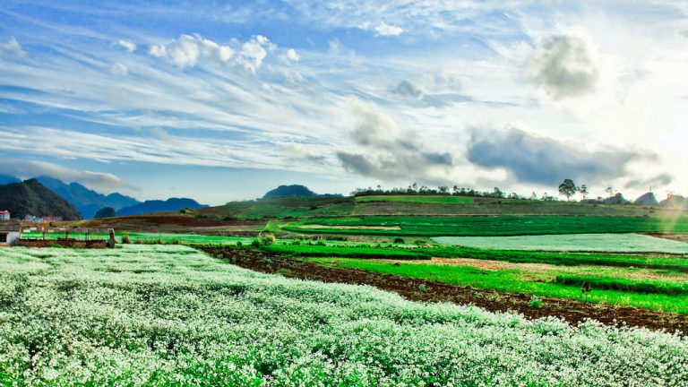 Du lịch Mộc Châu Mùa Thu chào đón bạn với một màu trắng tinh khôi hoa cải