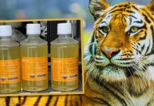 Xôn xao vụ sở thú bán nước tiểu của hổ với giá 173.000 đồng/chai