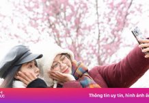 Mai anh đào ‘nhuộm hồng’ Mộc Châu