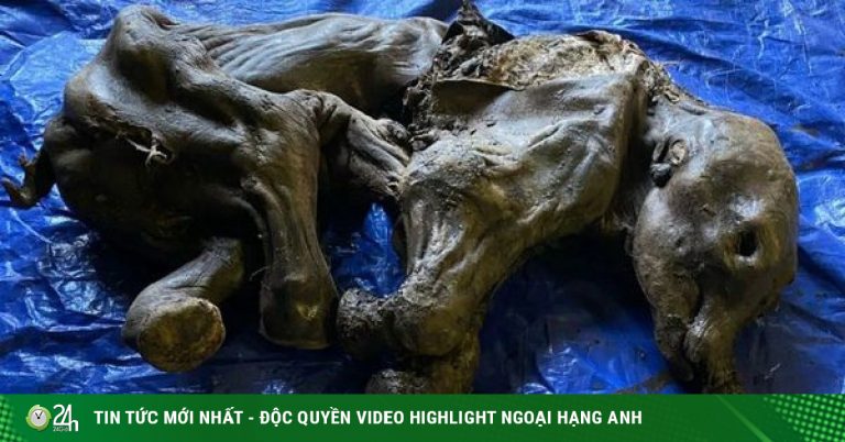 Canada: Phát hiện xác ướp ma mút 30.000 tuổi như mới chết hôm qua