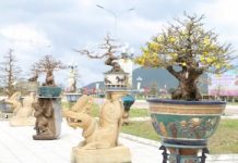 Vựa mai lớn nhất miền Trung hướng đến làm du lịch