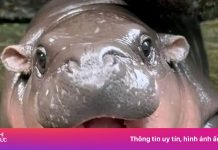 Moo Deng có căn cước động vật