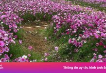 Khách ‘sống ảo’ giẫm nát vườn hoa ở Tà Xùa