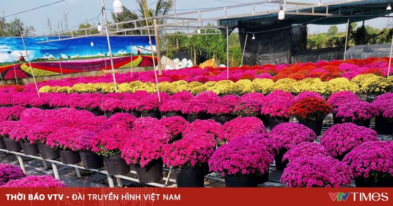 Những làng hoa lớn nhất miền Tây vào xuân