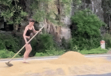 Khách Tây miệt mài cào thóc, giúp bà con Ninh Bình chạy mưa