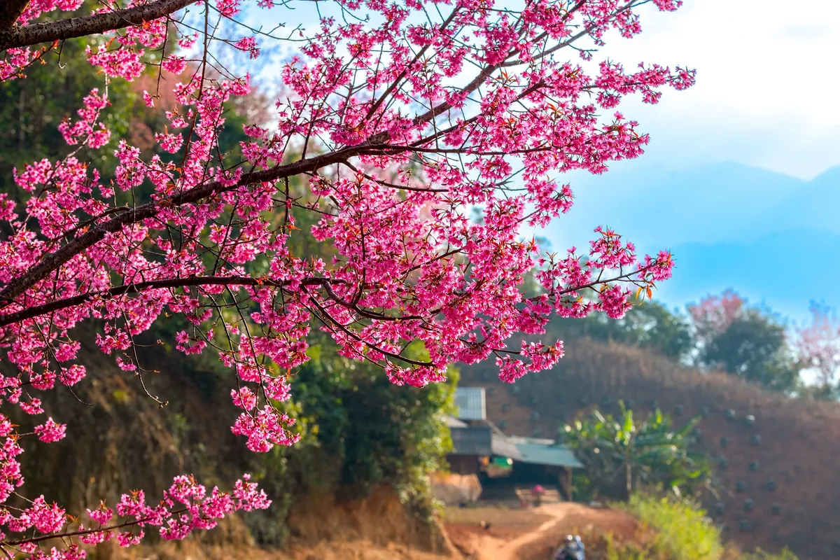 Mùa hoa trên núi - Ảnh 2.