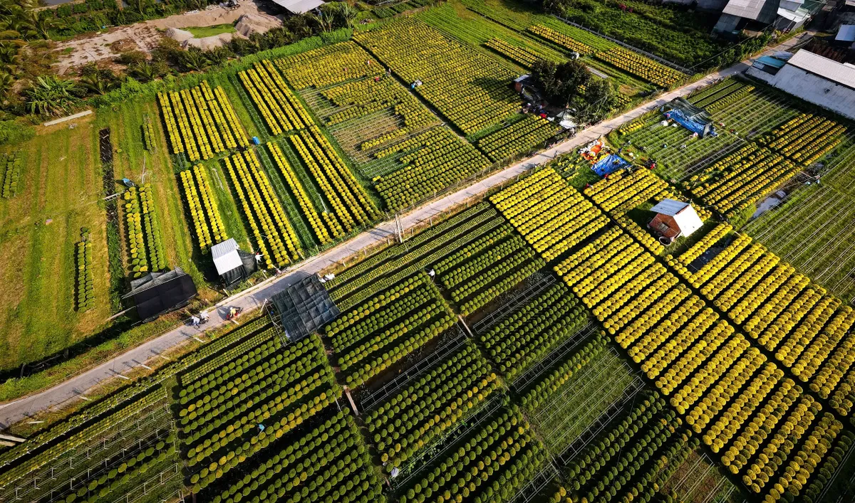 Những làng hoa lớn nhất miền Tây vào xuân - Ảnh 6.