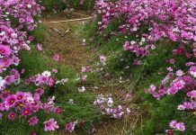 Chủ vườn ở Sơn La buồn vì khách sống ảo đạp nát hoa: Biển cấm không ăn thua