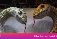 Lộ diện đôi linh vật rắn khổng lồ sẽ xuất hiện ở Đường hoa Nguyễn Huệ