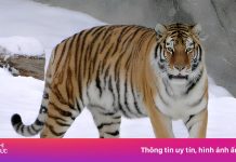 Tranh cãi sở thú Trung Quốc bán nước tiểu hổ chữa thấp khớp