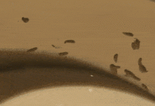 Resort 5 sao ở Cam Ranh ‘đang điều tra’ vụ bình sữa có giòi