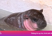 116.000 người muốn đặt tên cho hà mã lùn vừa sinh ra ở Mỹ