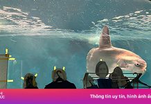 Cá ở Nhật Bản chán ăn vì thủy cung vắng khách