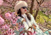 Du khách đổ xô lên núi ngắm vườn mai anh đào khoe sắc trước Tết